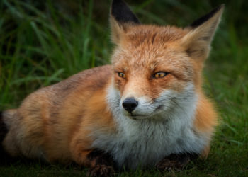 В Краснодаре завелась своя собственная лиса прямо во дворах