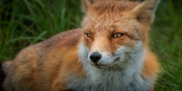 В Краснодаре завелась своя собственная лиса прямо во дворах