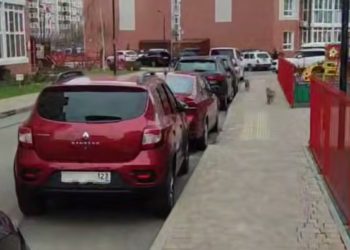 В Анапе сняли на видео двух лис