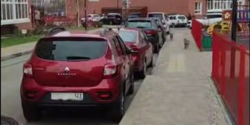 В Анапе сняли на видео двух лис