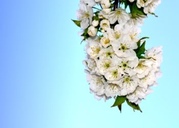 Запах дорогого парфюма на улицах Сочи вызвал споры среди жителей