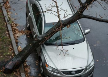 В Краснодаре упавшее дерево повредило пять автомобилей
