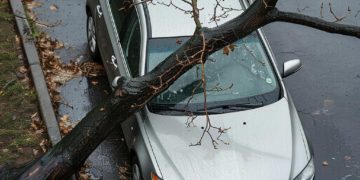 В Краснодаре упавшее дерево повредило пять автомобилей