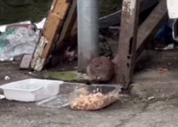 Жители Сочи подкармливают крыс возле мусорных баков