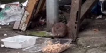 Жители Сочи подкармливают крыс возле мусорных баков