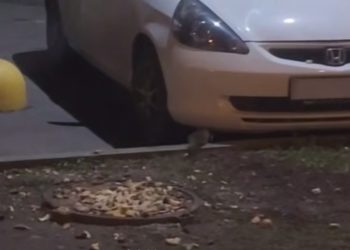 В Краснодаре крысы устроили «склад» в машине
