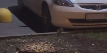 В Краснодаре крысы устроили «склад» в машине