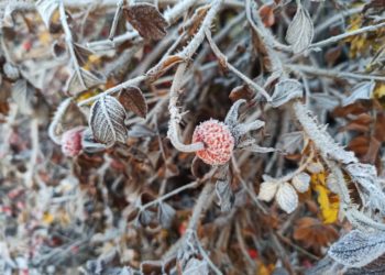 Синоптики рассказали, когда на Кубань зайдет самый холодный день на этой неделе