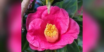 В парке Сочи распустился «Дракон»: японская камелия показала строптивый нрав