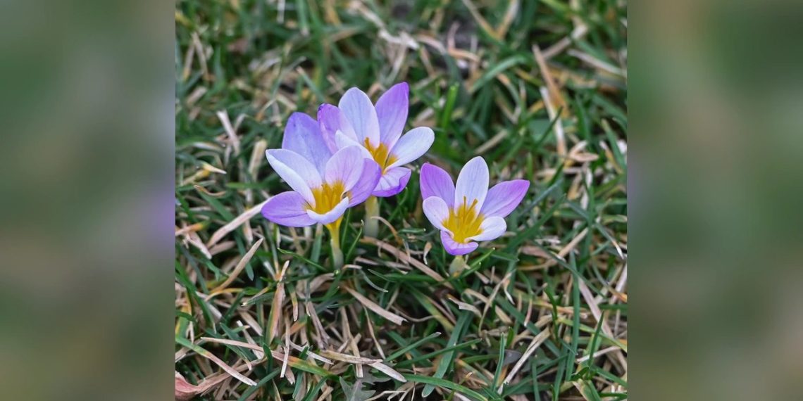 Фиолетовое полотно: в парке «Краснодар» из-за тепла распустились крокусы