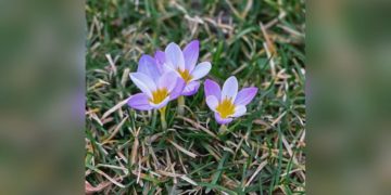Фиолетовое полотно: в парке «Краснодар» из-за тепла распустились крокусы
