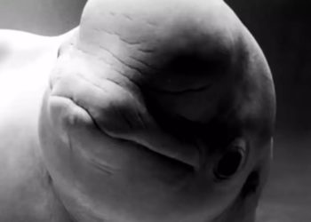 В Москве умерла белуха Понка, которую спасали 10 лет после переезда из Сочи