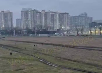 В Краснодаре стая бродячих собак напала на детей