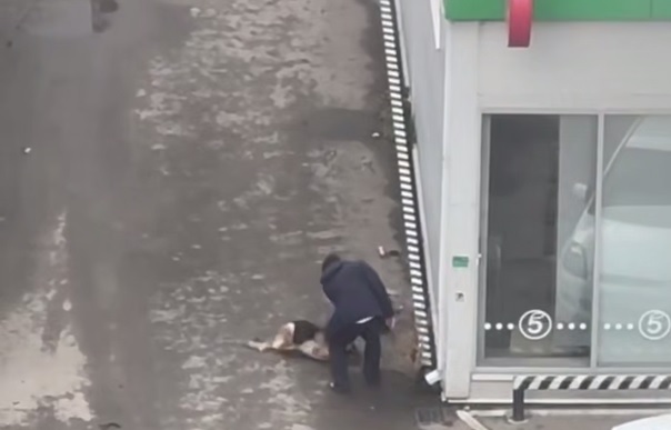 В Краснодаре мужчина напал на собаку