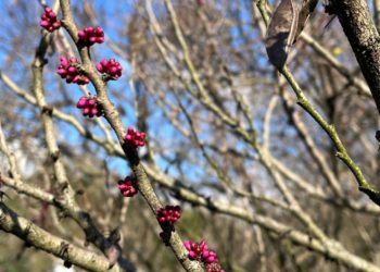 В Сочи зацвело легендарное дерево с библейским именем