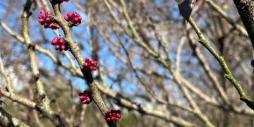 В Сочи зацвело легендарное дерево с библейским именем