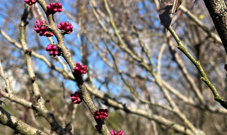 В Сочи зацвело легендарное дерево с библейским именем