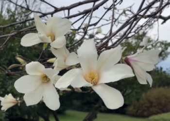В Сочи в парке «Южные культуры» распустились магнолии, камелии и церцис
