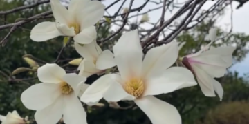 В Сочи в парке «Южные культуры» распустились магнолии, камелии и церцис