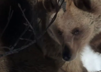 Не выспался: проснувшийся медведь загнал туриста на дерево в Сочи