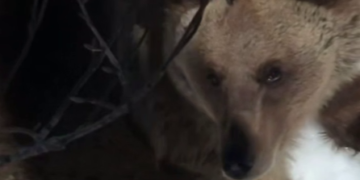 Не выспался: проснувшийся медведь загнал туриста на дерево в Сочи