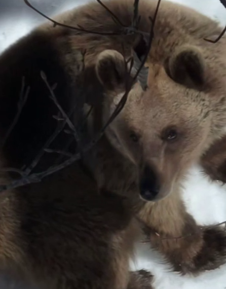 Не выспался: проснувшийся медведь загнал туриста на дерево в Сочи