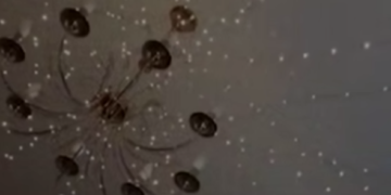 «Тарелки сами танцевали»: сочинцы сняли на видео утренние толчки