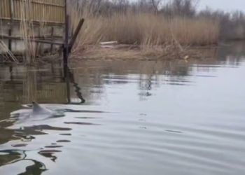 В Темрюке спасли запутавшегося в рыболовной сети дельфина