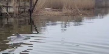 В Темрюке спасли запутавшегося в рыболовной сети дельфина