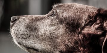 В Сочи стая собак напала на подростка