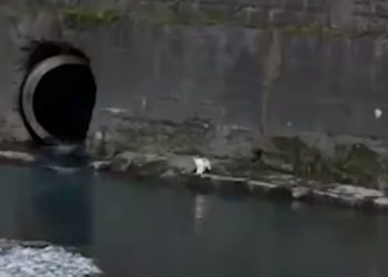 Сочинцы четыре часа спасали котенка из реки