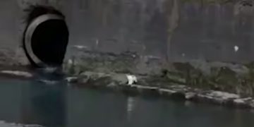 Сочинцы четыре часа спасали котенка из реки