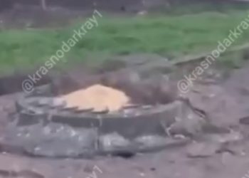 В центре Краснодара заметили стаю крыс