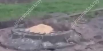 В центре Краснодара заметили стаю крыс