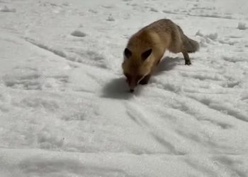 В Сочи сняли на видео лису