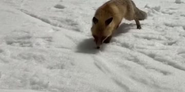 В Сочи сняли на видео лису