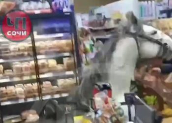 Появились подробности инцидента с конем в магазине в Сочи