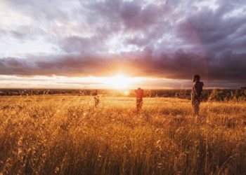 В Краснодарском крае яровыми культурами засеют почти 1,8 млн гектаров