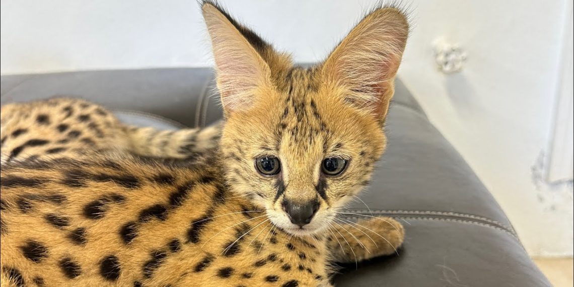 В Сочи женщину оштрафовали за контрабанду сервала за 1,3 млн рублей