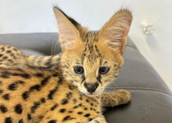 В Сочи женщину оштрафовали за контрабанду сервала за 1,3 млн рублей