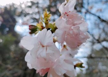 Первые цветы сакуры показались из-под снега в горах Сочи