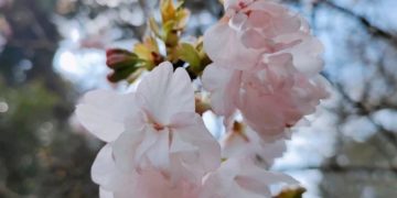 Первые цветы сакуры показались из-под снега в горах Сочи