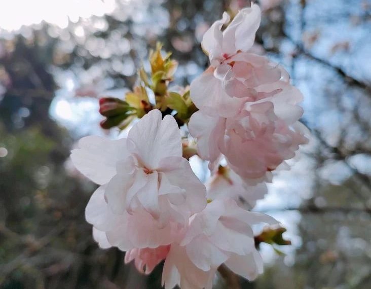 Первые цветы сакуры показались из-под снега в горах Сочи