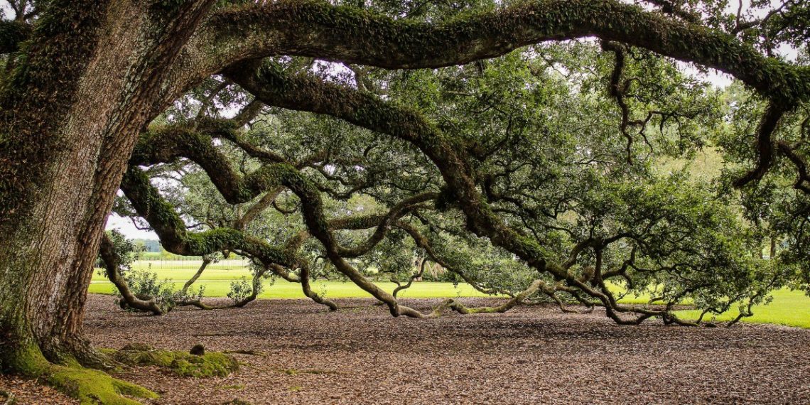 Ученые обступили 600-летнего лесного исполина и замерили его тайные силы в Сочи