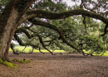 Ученые обступили 600-летнего лесного исполина и замерили его тайные силы в Сочи