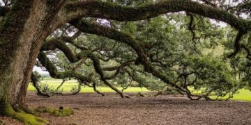 Ученые обступили 600-летнего лесного исполина и замерили его тайные силы в Сочи