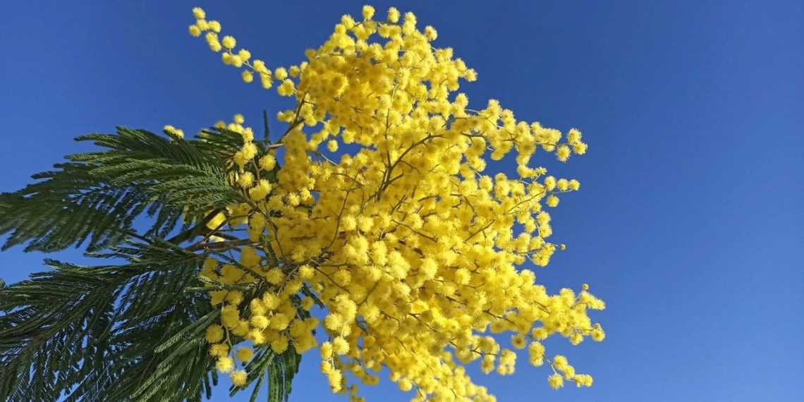 Прогноз погоды на длинные выходные с 7 по 9 марта в Краснодарском крае