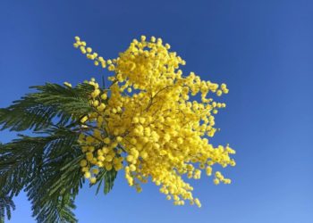 Прогноз погоды на длинные выходные с 7 по 9 марта в Краснодарском крае