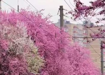 В Краснодаре зацвела слива Писсарди