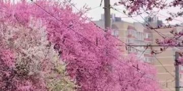 В Краснодаре зацвела слива Писсарди